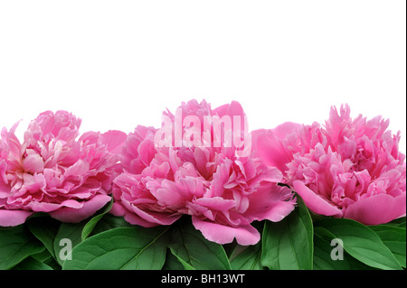 La pivoine sur fond blanc
