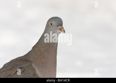 Ramier Columba palumbus close-up ohead & neck avec arrière-plan de neige Banque D'Images