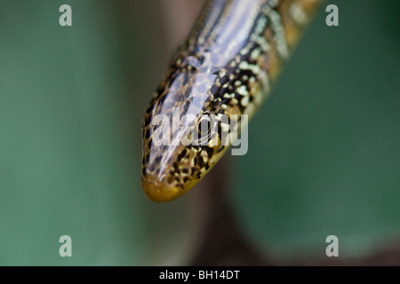 Lézard en verre en regardant autour. Banque D'Images