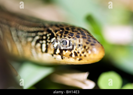 Lézard en verre en regardant autour. Banque D'Images