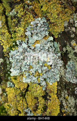 Lichen foliacé Parmelia saxatilis & Xanthoria parietina lichen jaune prises au flash Pennington CP, UK Banque D'Images