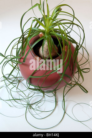 Beaucarnea recurvata Ponytail Palm, Banque D'Images