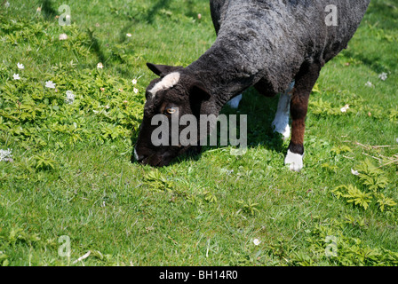 Moutons sur les pâturages de printemps Banque D'Images