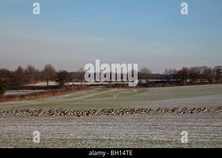 Les Bernaches du Canada (Branta canadensis) à la recherche de nourriture en hiver. Banque D'Images