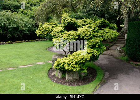 Les jardins japonais de l'Irish National Stud à Tully, Kildare, Irlande. Banque D'Images