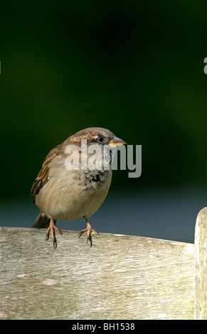 Moineau domestique portrait assis sur banc Banque D'Images