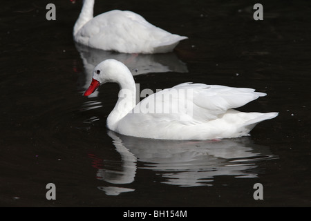 Coscoroba Coscoroba coscoroba (Swan) Banque D'Images