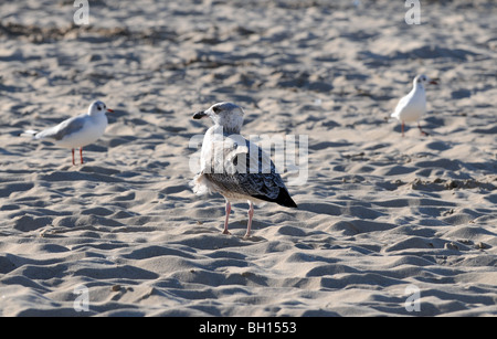 Mew (probablement jeune Goéland argenté (Larus argentatus) balade sur la plage de la mer Baltique, Swinoujscie, Pologne Banque D'Images