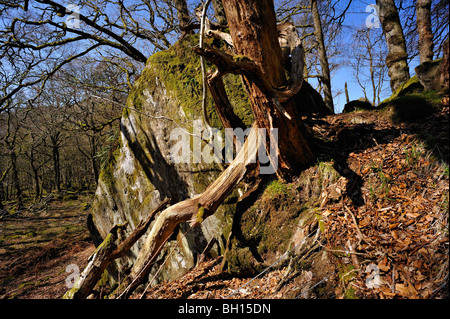 Un arbre en décomposition avec des branches se développe d'un gros rocher dans les bois près de Killin, Perthshire, Écosse, Royaume-Uni Banque D'Images