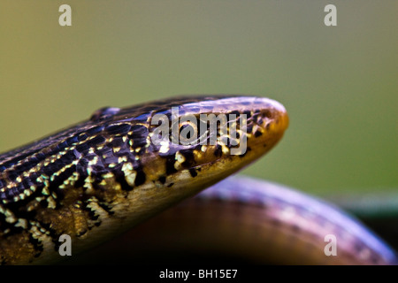 Lézard en verre en regardant autour. Banque D'Images