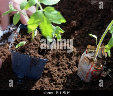 Plant de tomate en pot Banque D'Images