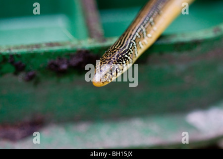 Lézard en verre en regardant autour. Banque D'Images