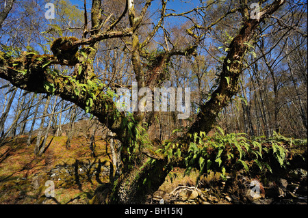 Fougères poussant sur les parasites des branches d'un arbre mortes et en décomposition dans les bois près de Killin, Perthshire, Écosse Banque D'Images