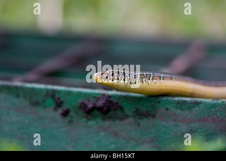 Lézard en verre en regardant autour. Banque D'Images