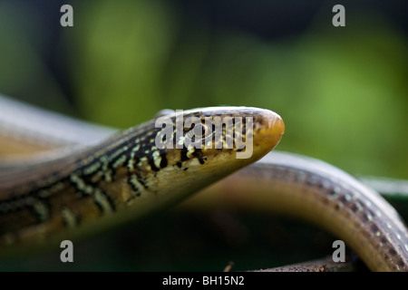 Lézard en verre en regardant autour. Banque D'Images