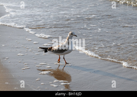 Mew à la mer Baltique, Swinoujscie, Pologne Banque D'Images