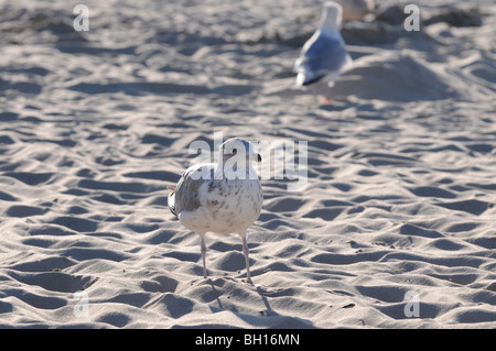 Mew à la mer Baltique, Swinoujscie, Pologne Banque D'Images