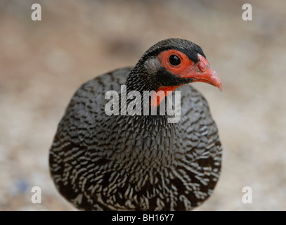 Francolin à bec rouge à col rouge, Pternistis afer, de Addo Elephant National Park, près de Port Elizabeth, Afrique du Sud Banque D'Images