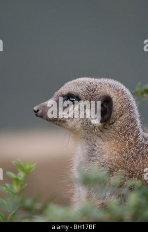 Portrait d'un Meerkat en captivité Banque D'Images