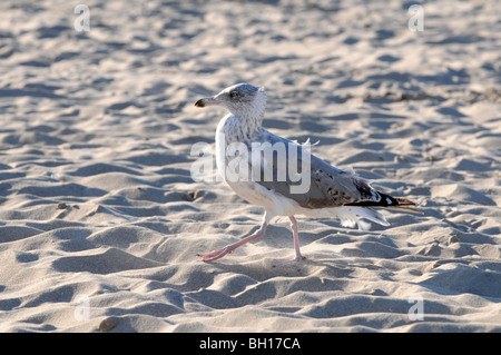 Mew (probablement jeune Goéland argenté (Larus argentatus) balade sur la plage de la mer Baltique, Swinoujscie, Pologne Banque D'Images