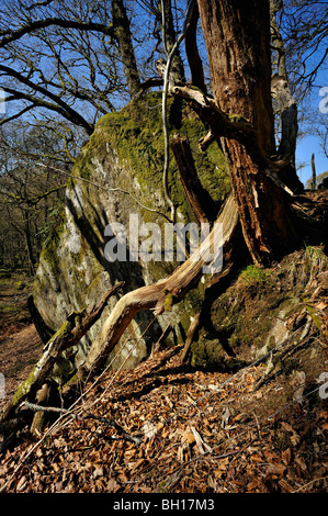 Un arbre en décomposition avec des branches se développe d'un gros rocher dans les bois près de Killin, Perthshire, Écosse, Royaume-Uni Banque D'Images