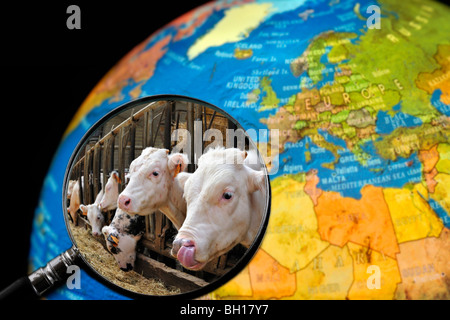 Vaches en étable de l'éleveur de bétail vu à travers une loupe tenu contre allumé globe terrestre Banque D'Images