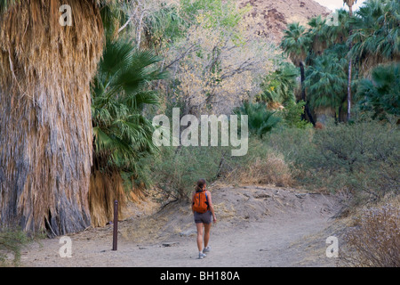 Randonneur dans Palm Canyon, une partie de l'Indian Canyons dans la réserve indienne de Agua Caliente, près de Palm Springs, Californie Banque D'Images