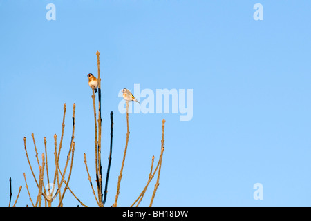 Une paire de chardonnerets assis sur hautes branches baigné dans l'aube du soleil prises contre un ciel bleu Banque D'Images