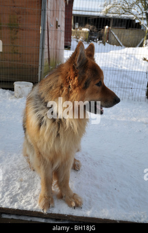 Le chien de berger allemand à exécuter au cours d'un sort de la neige. Banque D'Images