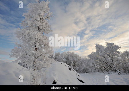 Les bouleaux givrés lourdement et la neige profonde sur Rannoch Moor sous un ciel d'hiver pâle, Hghlands écossais UK Banque D'Images