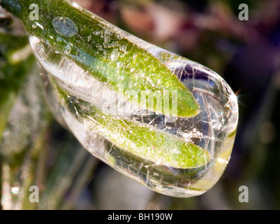 Les feuilles d'un buisson de romarin (Rosmarinus officinalis, ;) pris dans la glace Banque D'Images