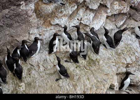 Guillemot sur falaise à St Abbs Head, Frontières, Ecosse Banque D'Images