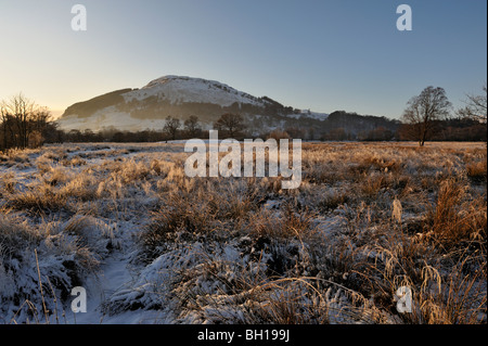 Soirée d'hiver brumeux avec arbres et colline couverte de neige lointaine passant de snowy prairie de hautes herbes jaunes Banque D'Images