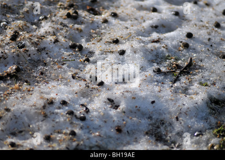 Les crottes de lapin dans la neige sous ma table d'oiseaux. Banque D'Images