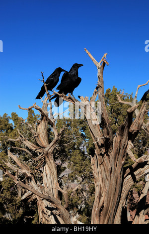 Les corneilles, le Grand Canyon, Nevada, USA Banque D'Images