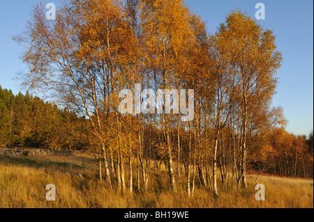 Un peuplement de bouleaux en pleine couleurs d'automne avec bois de conifères derrière près de Trinafour en Amérique du Perthshire, Écosse, Royaume-Uni Banque D'Images