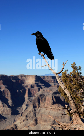 Les corneilles, le Grand Canyon, Nevada, USA Banque D'Images