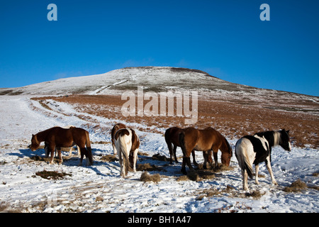 Chevaux nourris sur le foin dans des conditions hivernales sur le mont du Pain de Sucre Wales UK Banque D'Images