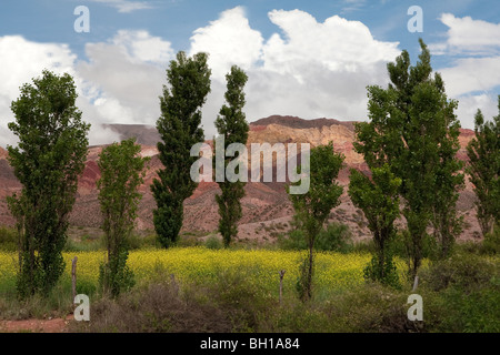 Culture en fleur, le long de la Route 9, à partir de Humahuaca à Tilcara, Province de Jujuy, Argentine Banque D'Images