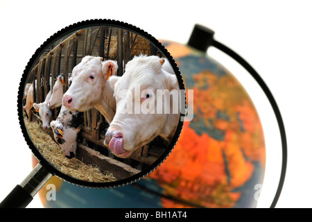 Vaches en étable de l'éleveur de bétail vu à travers une loupe tenu contre allumé globe terrestre Banque D'Images