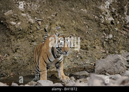 Tigre mâle adulte de régler lui-même refroidir dans un trou d'eau. ( Panthera tigris ) Banque D'Images