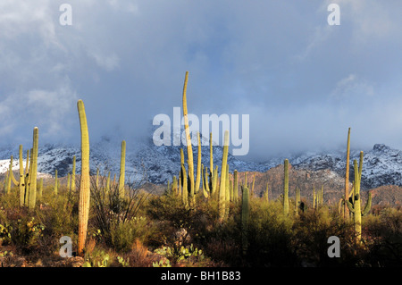 La neige recouvre les montagnes Santa Catalina dans la forêt nationale de Coronado dans le désert de Sonora, Tucson, Arizona, USA. Banque D'Images