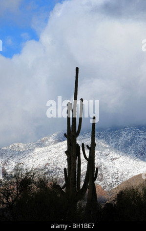 La neige recouvre les montagnes Santa Catalina dans la forêt nationale de Coronado dans le désert de Sonora, Tucson, Arizona, USA. Banque D'Images