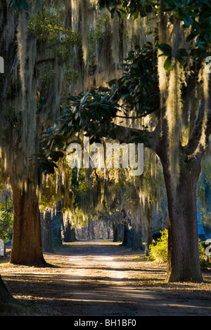 La mousse espagnole se bloque à partir de magnolias en vieux chêne de cimetière, Selma, Alabama Banque D'Images