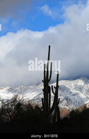 La neige recouvre les montagnes Santa Catalina dans la forêt nationale de Coronado dans le désert de Sonora, Tucson, Arizona, USA. Banque D'Images