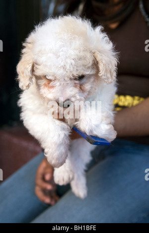 Fluffy joli petit chiot blanc avec des traces de larmes sous les yeux d'être préparée pour la vente dans la rue, la Ville d'Oaxaca au Mexique Banque D'Images