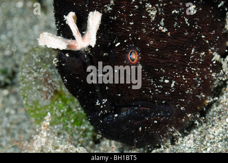 Poisson grenouille Antennarius striatus, rayé, le parc marin de Bunaken, Sulawesi, Indonésie, Pacifique Banque D'Images
