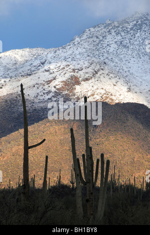 La neige recouvre les montagnes Santa Catalina dans la forêt nationale de Coronado dans le désert de Sonora, Tucson, Arizona, USA. Banque D'Images