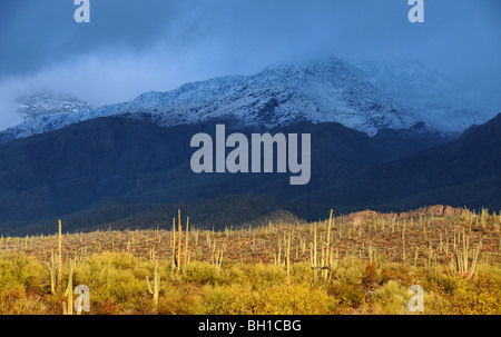 La neige recouvre les montagnes Santa Catalina dans la forêt nationale de Coronado dans le désert de Sonora, Tucson, Arizona, USA. Banque D'Images