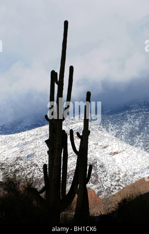 La neige recouvre les montagnes Santa Catalina dans la forêt nationale de Coronado dans le désert de Sonora, Tucson, Arizona, USA. Banque D'Images
